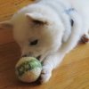 Felted Knit Dog Toy